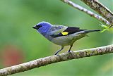 Yellow-winged Tanager